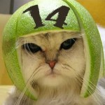 HelmetCat